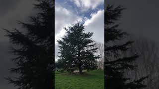 Atlas cedar - tree - February 2022