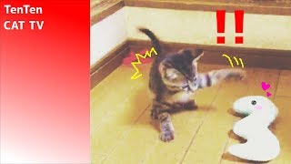 猫のかわいい動画 おもちゃにじゃれる猫part2 (A kitten plays with a toy.)