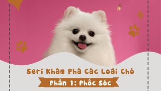 Chó Phốc Sóc liệu có Đáng Yêu như bạn nghĩ ?? HÃY xem hết video này | THẾ GIỚI ĐÓ ĐÂY