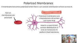 Facilitated Diffusion AP Biology Topic 2.6 (Updated 2025)