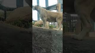 廿日👀⑭ホワイトライオン・白獅子・リズムちゃん♥White_Lion・・・沖縄こどもの国・Okinawa Zoo \u0026 Museum(20220120)