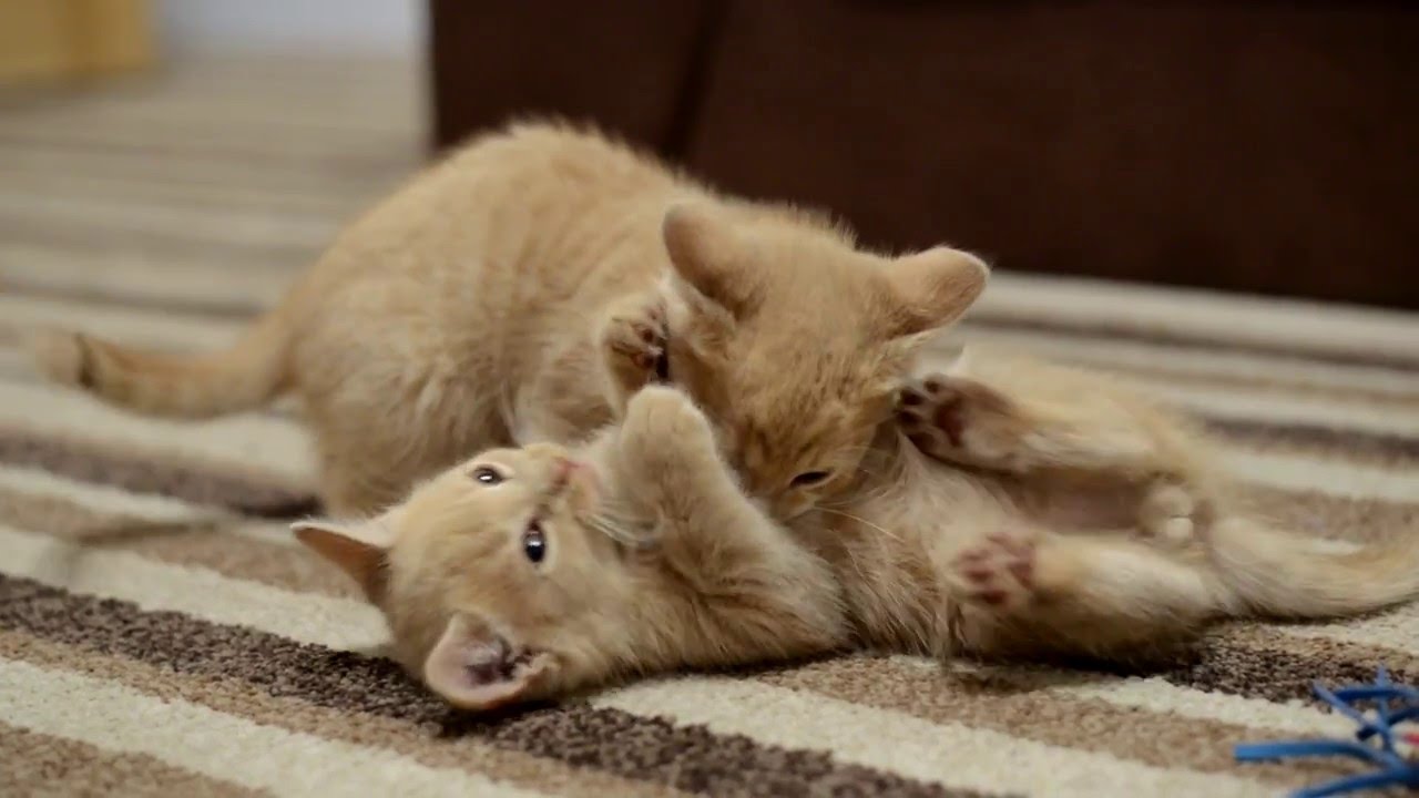 Kitten Wrestling Youtube
