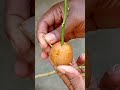 how to grow air leyaring lemon plant. shorts garden