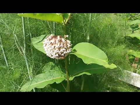 how to Create an Insect Collection: EP 1: Where to find insects how to Create an Insect Collection: EP 1: Where to find insects