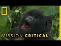 A Hard Life For a Gorilla | Mission Critical