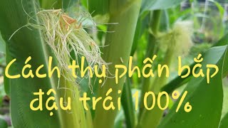 Cách thụ phấn bắp thành công 100% - Ways to pollinate your corns successfully