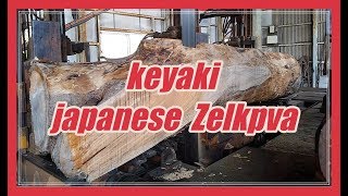 Keyaki Japanese Zelkova