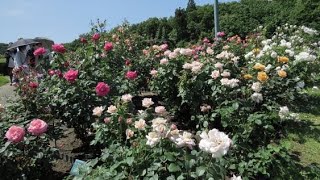 越後丘陵公園「香のバラ新品種コンクール」入賞のバラ　Echigo Hillside Park Rose of Incense New Variety Contest Winning Rose