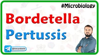 Bordetella pertussis : Microbiology