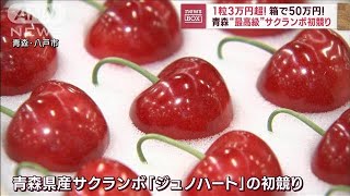 1粒3万円超！箱で50万円！　青森“最高級”サクランボ初競り(2023年6月20日)