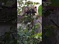 tacuazin tlacuache tlacuatzin opossum desayunando aguacate 🥑 tlacuache naturephotography