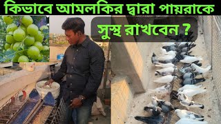 কিভাবে আমলকির দ্বারা পায়রা কে সুস্থ রাখবেন ? আর আমলকিতে কত উপকার এটা আপনারা জানেন।