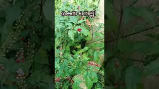 രക്ത നെല്ലി #new #garden #keralagarden #malayalam #villagelife #trending #city