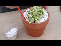 how to make succulent soil with recipe the next gardener