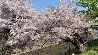 佐保川沿いの桜   Cherry blossoms along the Saho River