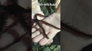 What’s a Brittle Star