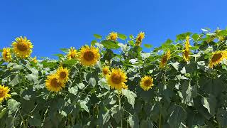 北杜市明野の30万本の「ひまわり」300,000 sunflowers in Akeno, Hokuto City【Relaxation 4K】