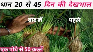 धान 20 से 45 दिन की देखभाल ज्यादा कल्लें,फुटाव, हरापन,100% पक्का इलाज/dhan ki kheti