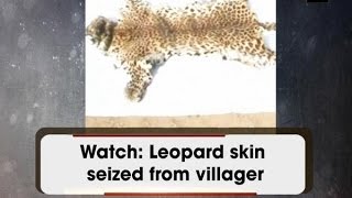 Watch: Leopard skin seized from villager - ANI News