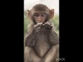 lol so adorable 🥰 comedy animallover monkey laugh haha hilarious purfect sub lmfao