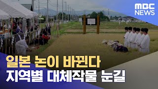 일본 논이 바뀐다.. 지역별 대체작물 눈길 (2024.10.13/뉴스데스크/목포MBC)