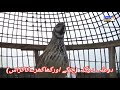 types of quails doghla batair batair ki aqsam دوغلہ بٹیر أنواع السمان العادي بٹیر کی اقسام