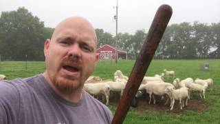 The Loving Rod. #Psalm23 #lessonsfromsheep #EnjoyTheShepherd
