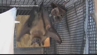 Albany residents wake to bat in home, rabies concern