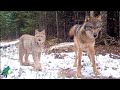 Lynx investigates spot wolf pack just visited