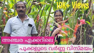 Heliconia Flower Cultivation |Torch Ginger| Heliconia plant care Malayalam| flower Farming |VLG71