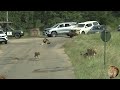 great lion sighting entire satara lion pride plus two cubs and mfowethu shishangaan out hunting