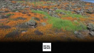 No poppy super bloom for Southern California this spring