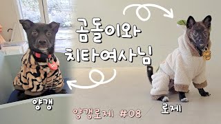 양갱,로제 임보일기 #08 ㅣ치타여사님아니고 로제랑 세트라구요 ㅣ1인가구 임시보호 브이로그ㅣ #유기견임시보호 #유기견 #유기견임보 #강아지 #vlog