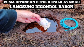 Plung Nyuttt !! Ternyata Belut Babon Sukanya Makan Kepala Ayam... Mancing Belut Umpan Kepala Ayam