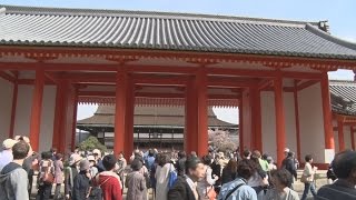 京都御所の春満喫 恒例の一般公開 １０日まで