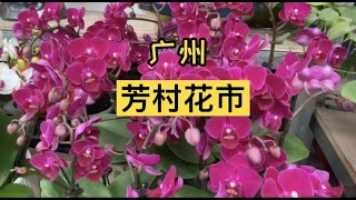 紫檀视觉｜春节广州芳村花市