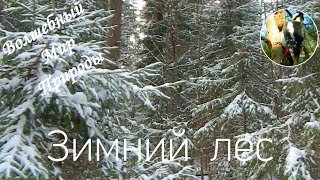 В Зимнем Лесу (ч3 - Природа, Снежные Деревья, Волшебная Музыка)