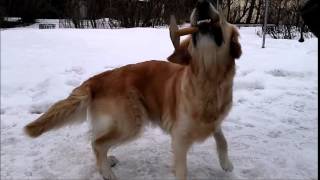 Kultainennoutaja Pinni temppuilee Golden retriever doing amazing tricks