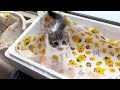 女一人暮らし、子猫と6猫の初めてモーニングルーティン【預かり保護猫】