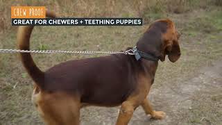 Heavy Duty Dog Chain Leash = No More Leash Biting!