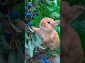 最強動物癒し【うさぎ】ブルーベリー食べてるうさぎ𓃹　 うさぎ　 動物　 ウサギ　