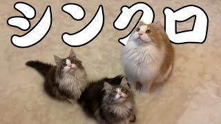 【子猫兄弟】シンクロするノルウェージャンフォレストキャットが可愛すぎる❤️