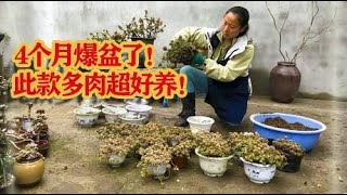 13盆姬秋丽爆盆了，小马全部换大盆，用红砖垫底养悬崖桩！