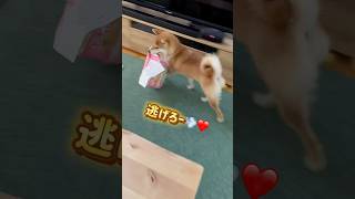 小さい頃から好きな遊び　#shorts #柴犬のいる暮らし #dog #doglover #shibainu #犬のいる暮らし #柴犬 #犬 #成犬 #かわいい犬 #pet #PET