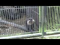 【猿の仲間】🐵シシオザル　lion tailed macaque （大宮公園小動物園 ）草を足でつかむ猿