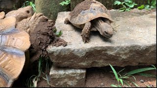 登ったはいいが中々降りられないヘルマンリクガメ　年中野外飼育