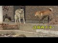 田园犬一回到乡下就来劲，驰骋田野遇大狗，阿黄受挫找泰迪撒气