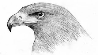 Drawing for eagle