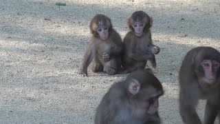 [# 08] Takasakiyama Natural Zoological Garden, Mother Monkey Raising Two Heads, Early October