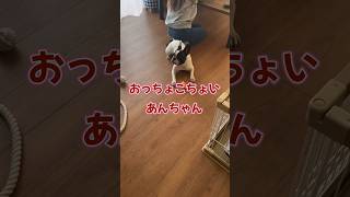 すぐにねぇねに騙されるあんず🤣 #dog #frenchbulldog #可愛い #フレンチブル #犬のいる暮らし #フレンチブルドッグ #フレブル多頭飼い #おもしろわんちゃん